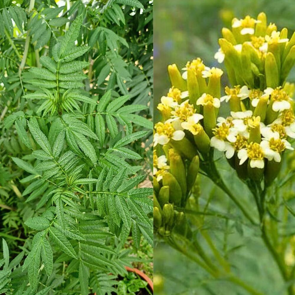 Marigold - Mexican