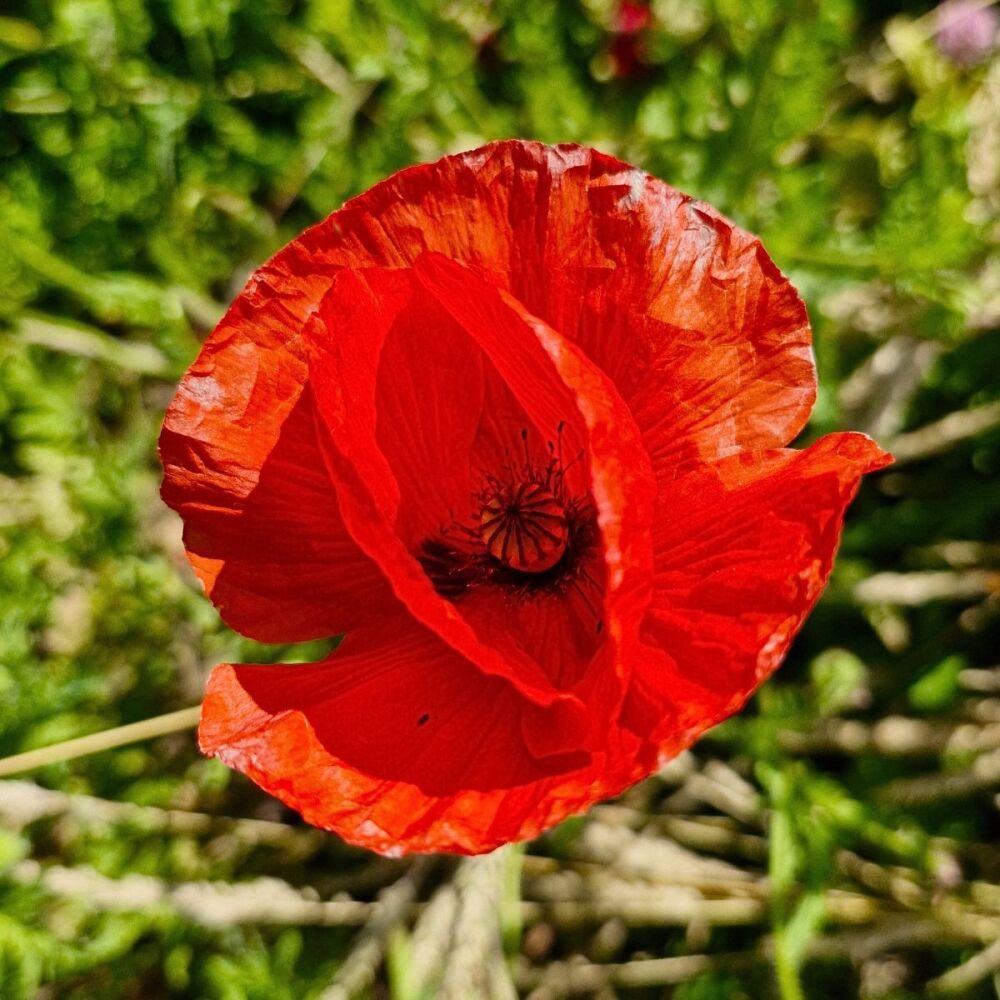 Poppy - Flanders