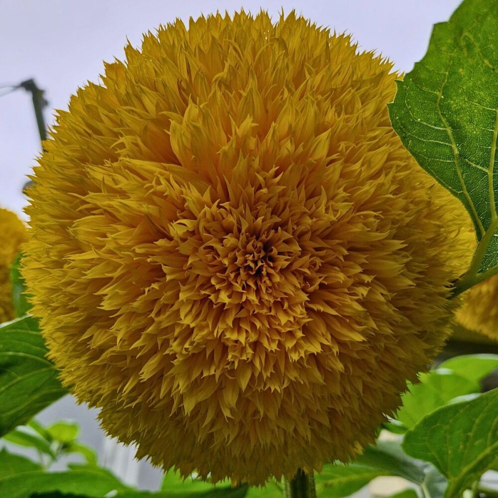 Sunflower - Lion's Mane