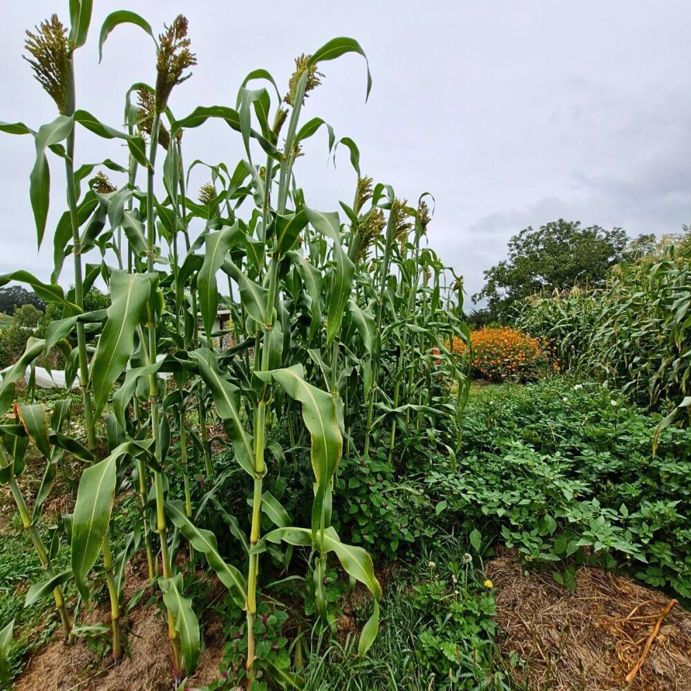 Sorghum - Molly's Black