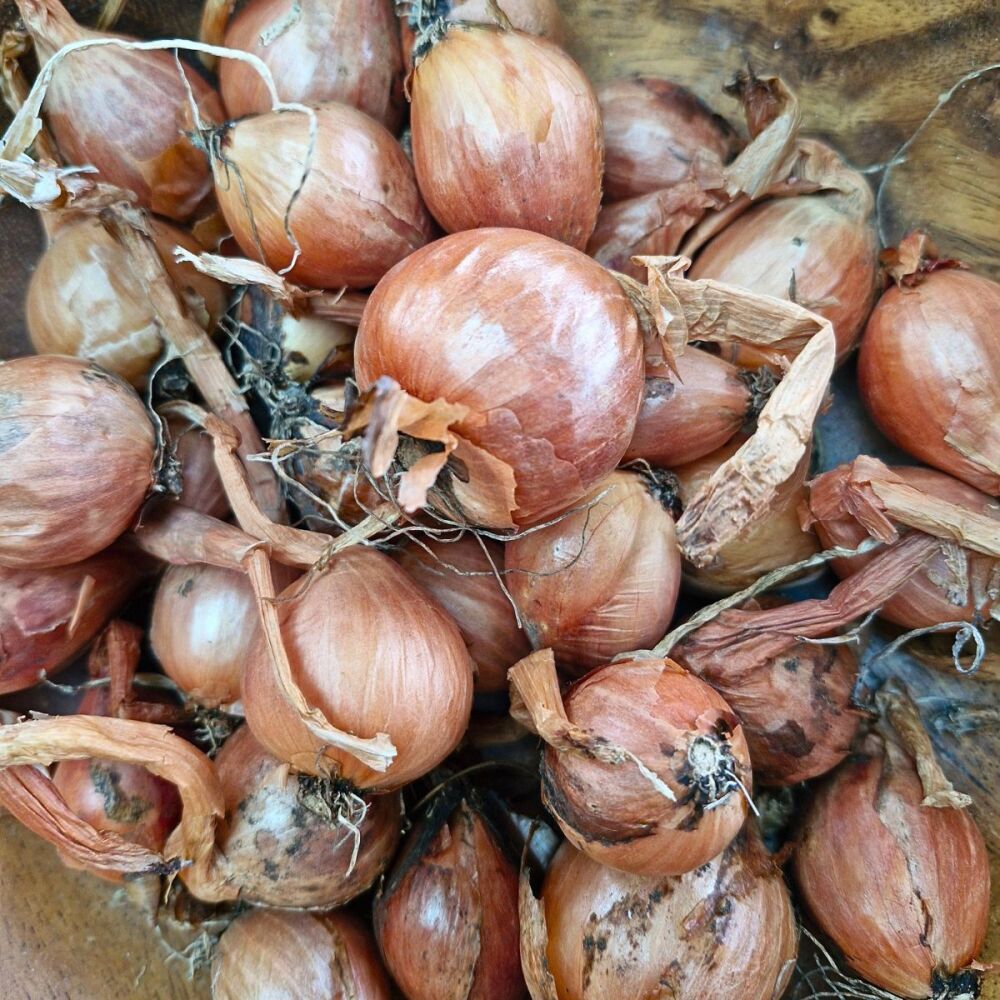 Potato Onion - small grade