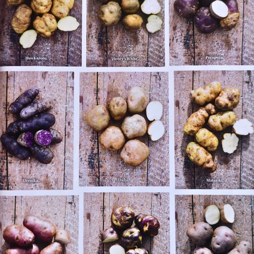 Potato - Heritage Mix 2nd grade