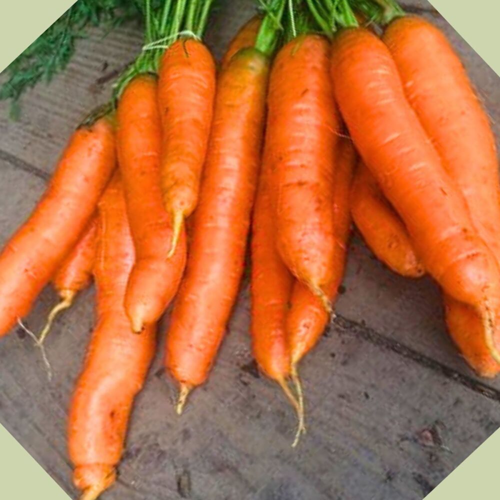 Carrot - Phil's