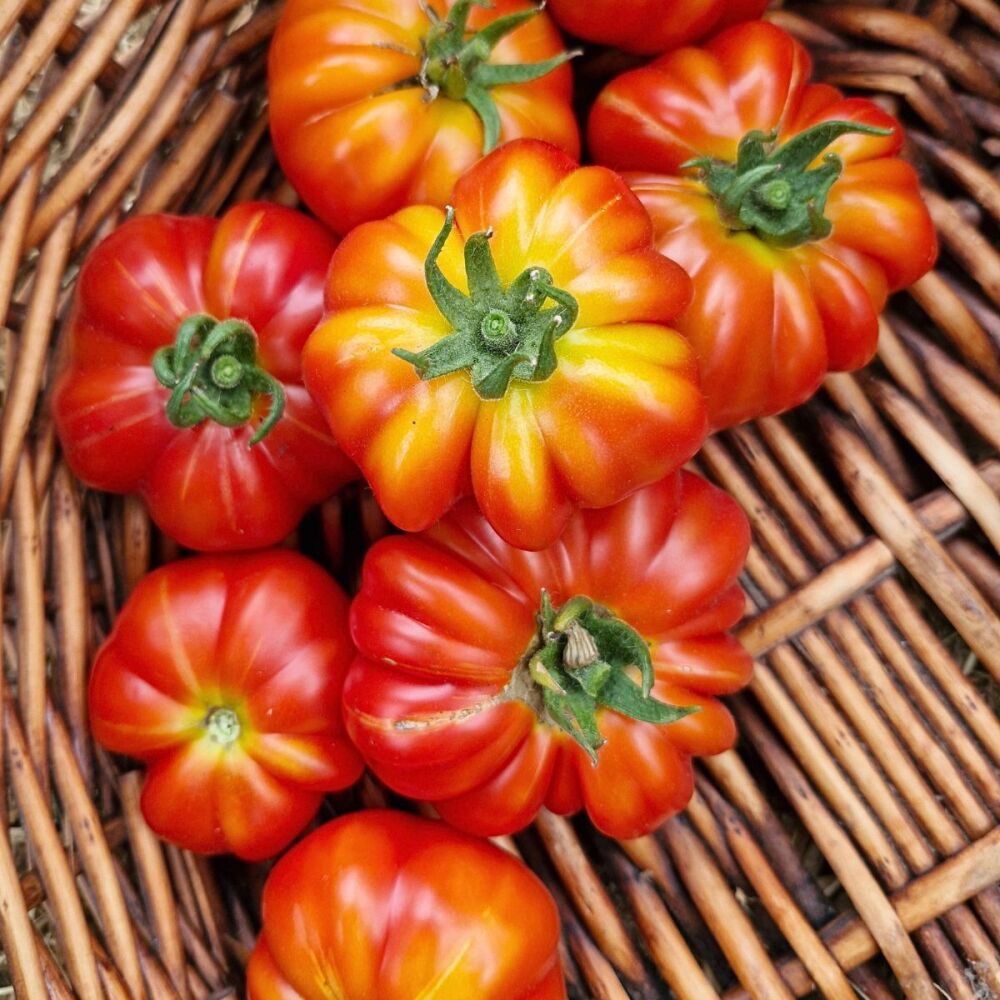 Tomato - Costoluto Fiorentina
