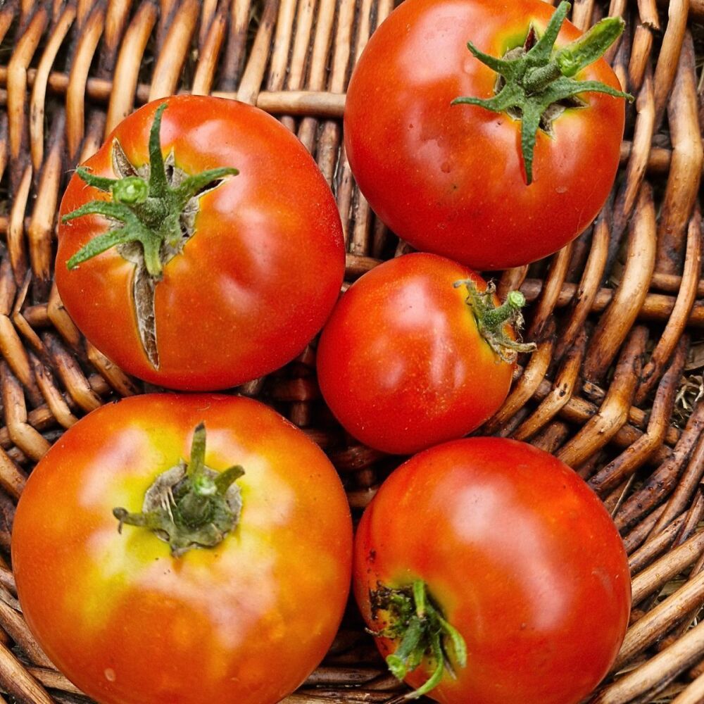 Tomato - Subarctic Plenty