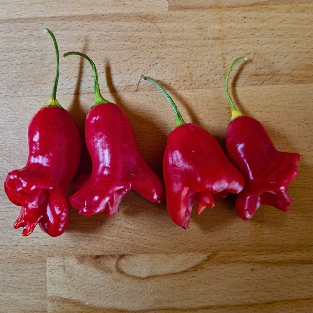 Chili - Bishop's Crown