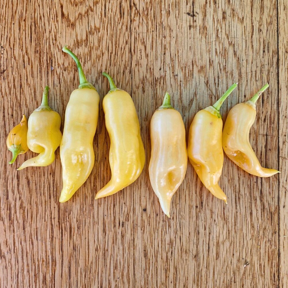 Chili - Sugar Rush Peach