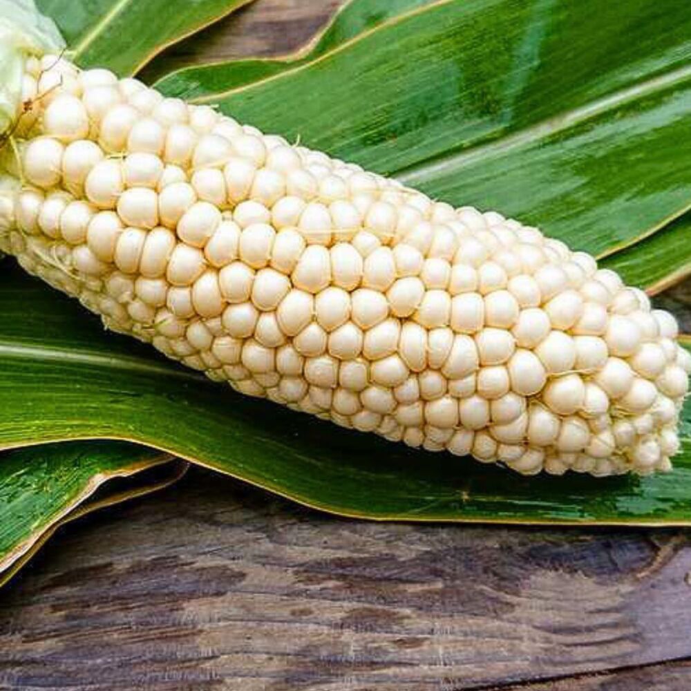 Corn - Country Gentleman