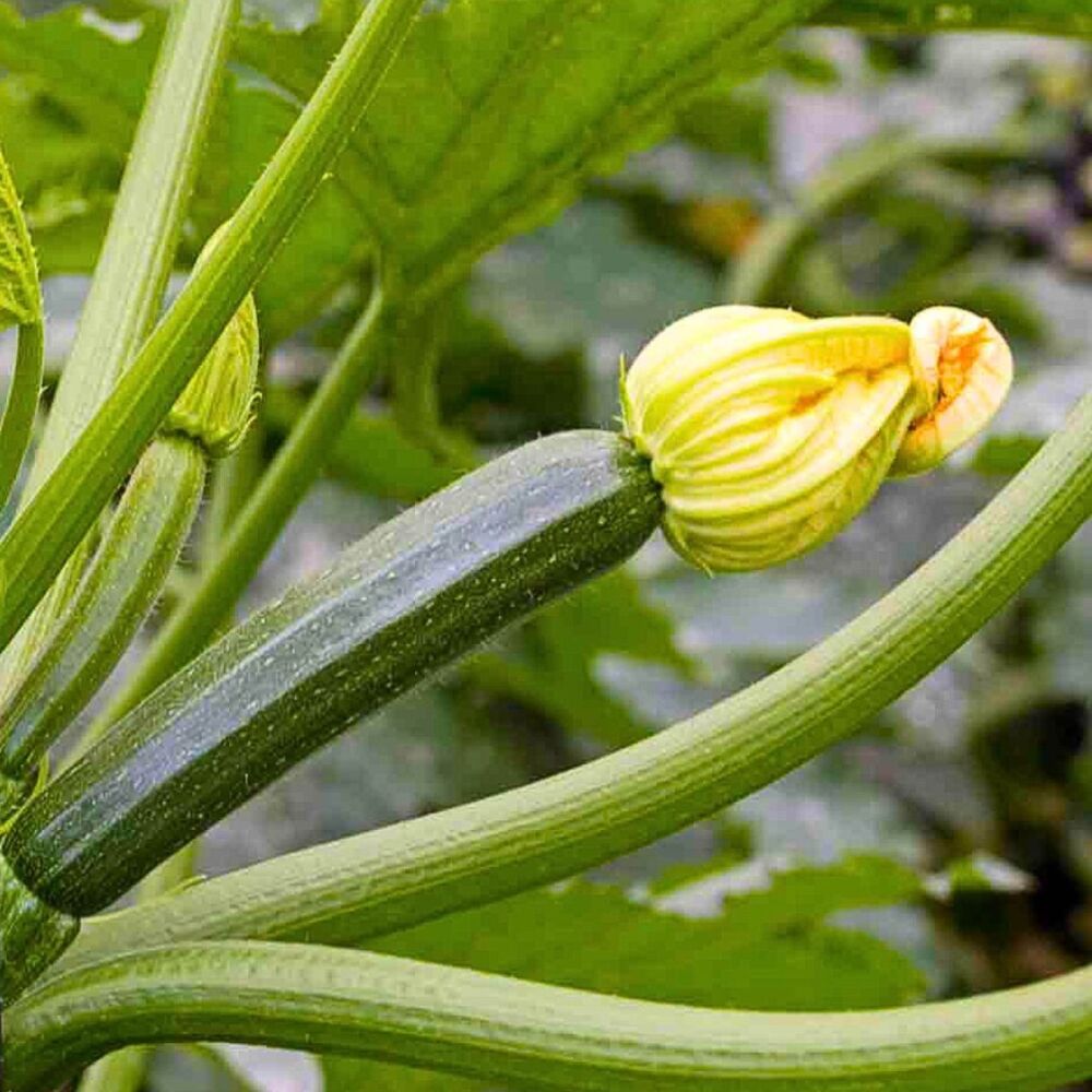 Courgette - Black Beauty