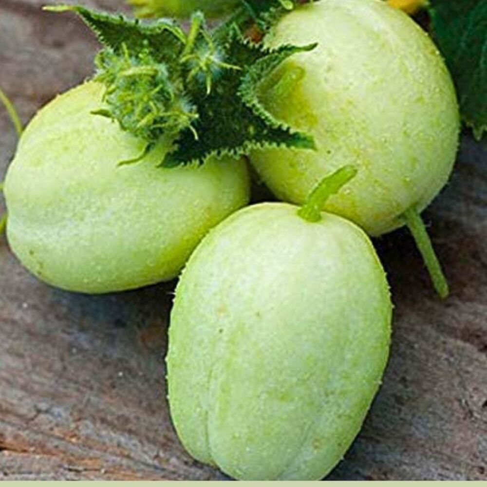 Cucumber - Crystal Apple