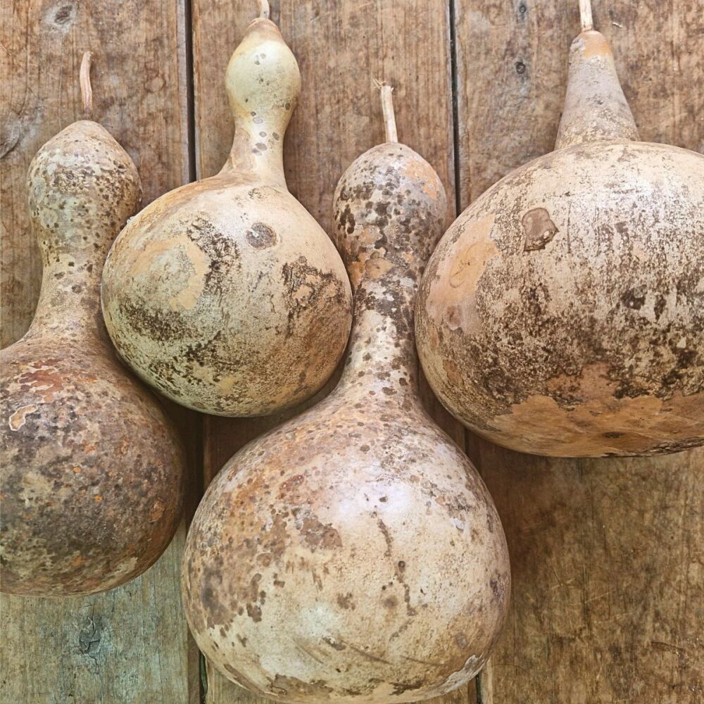 Gourd - Giant Bottle