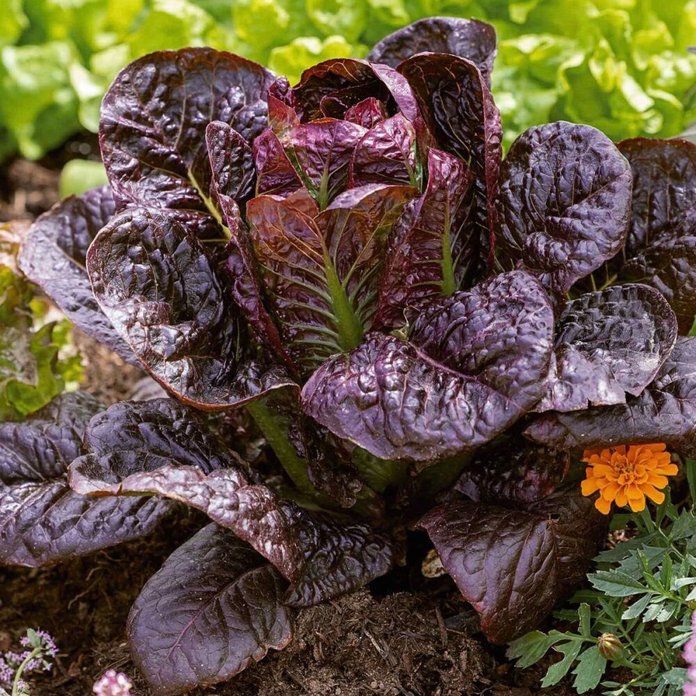 Lettuce - Red Cos