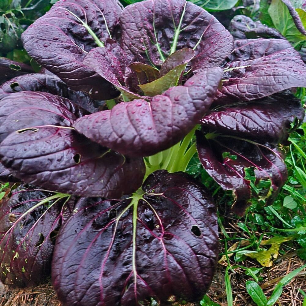 Pak Choi - Red Totem