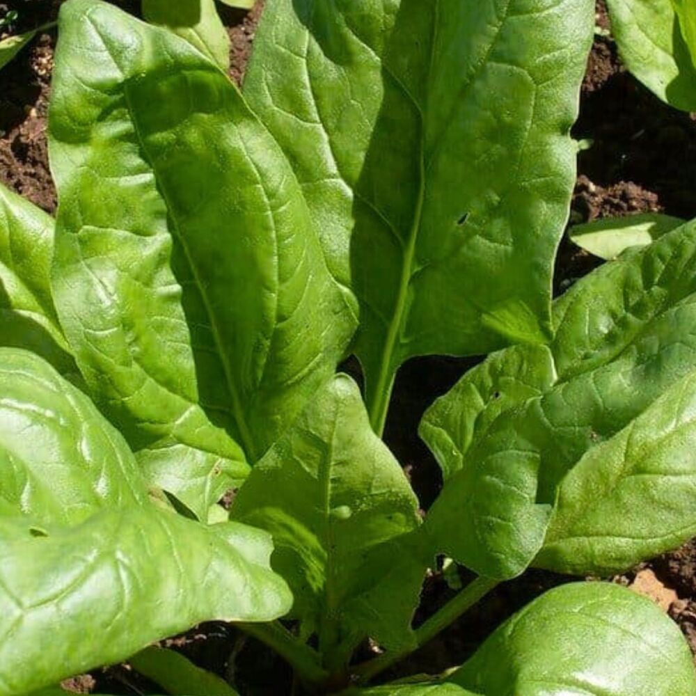 Spinach - Winter Giant