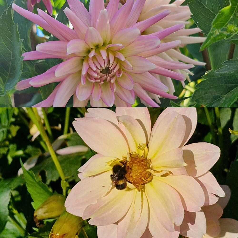 Dahlia - Light Pink Mix