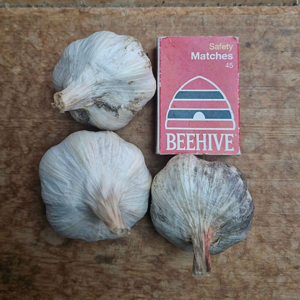 Garlic - Early Pearl Seed Mixed Grade (3 Bulb pack)