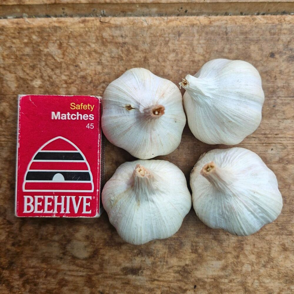 Garlic - Early Pearl Seed Small Grade (4 Bulb pack)