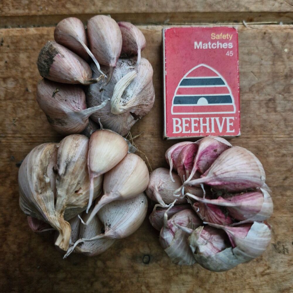 Garlic - Early Purple Seed Large Grade (3 Bulb pack)