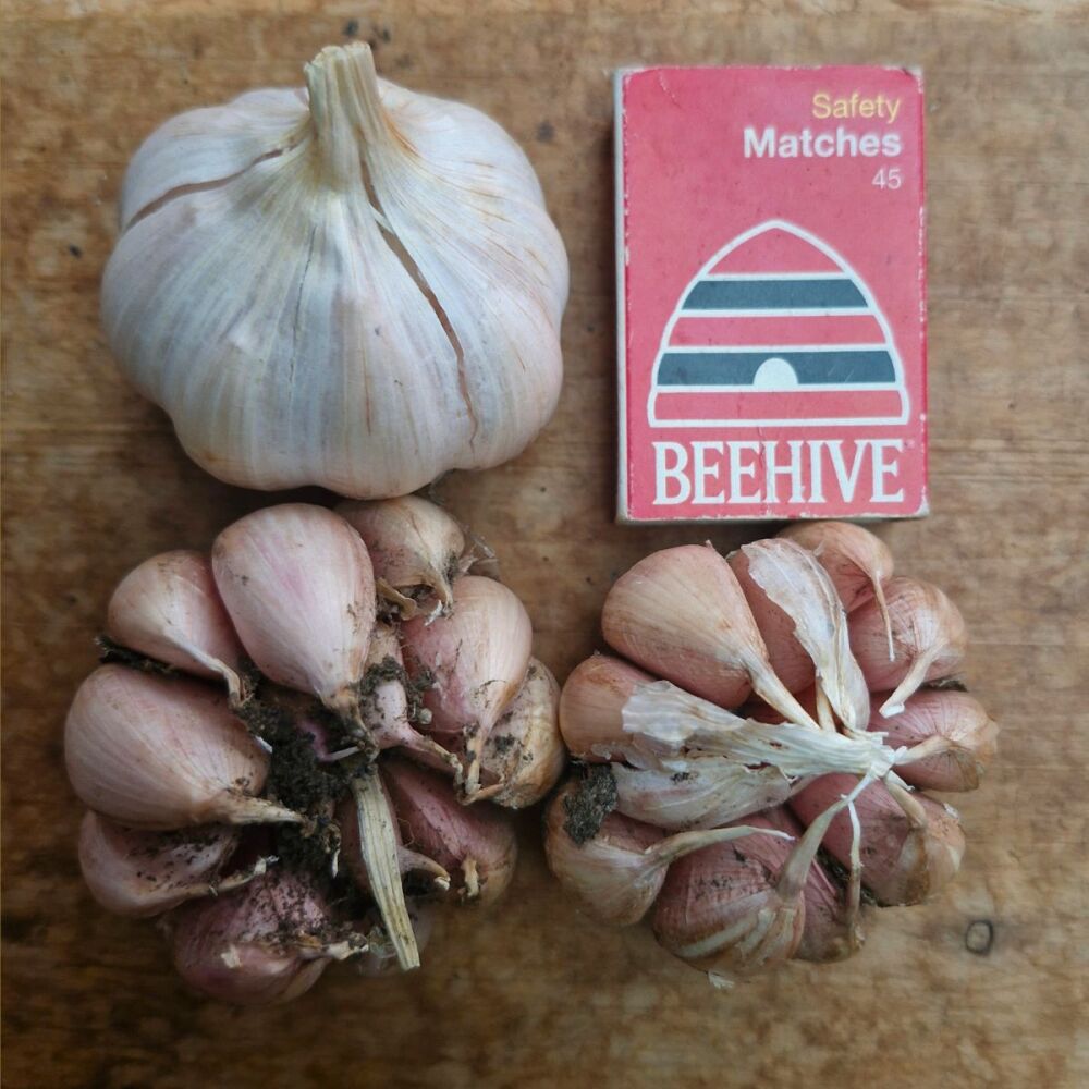 Garlic - Early Purple Seed Mixed Grade (3 Bulb pack)