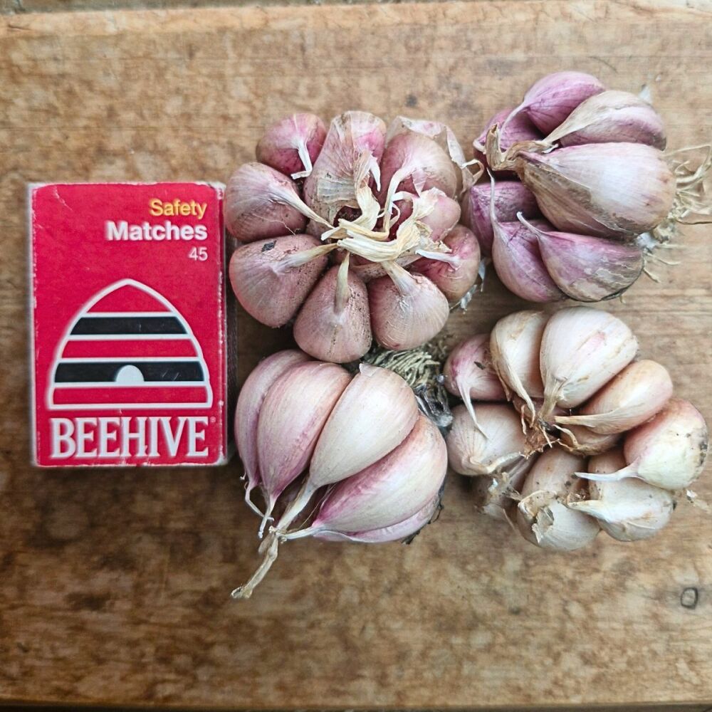 Garlic - Early Purple Seed Small Grade (4 Bulb pack)