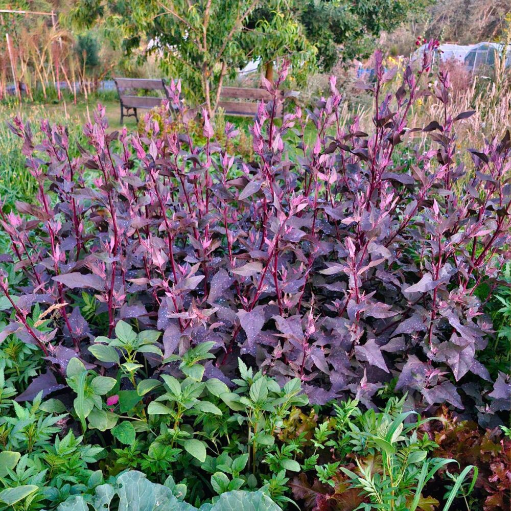 Orach - Copper Plume