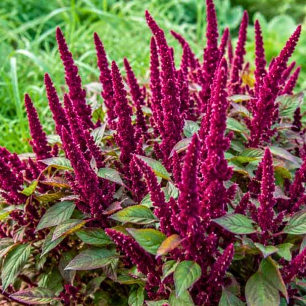 Amaranthus - Pigmy Torch