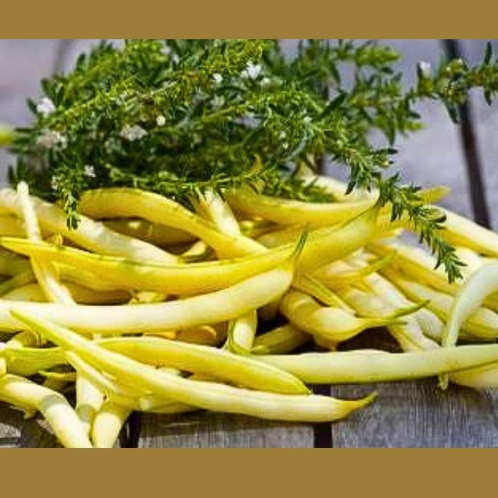 Bean - Green - Yellow Slenderette