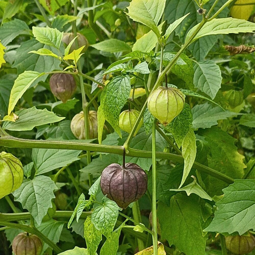 Tomatillo - Purple Coban