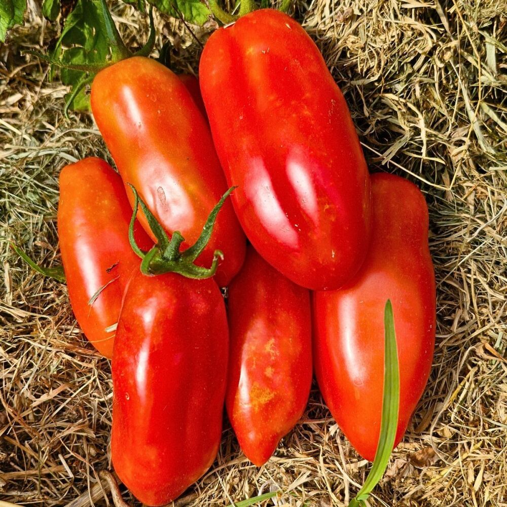 Tomato - San Marzano