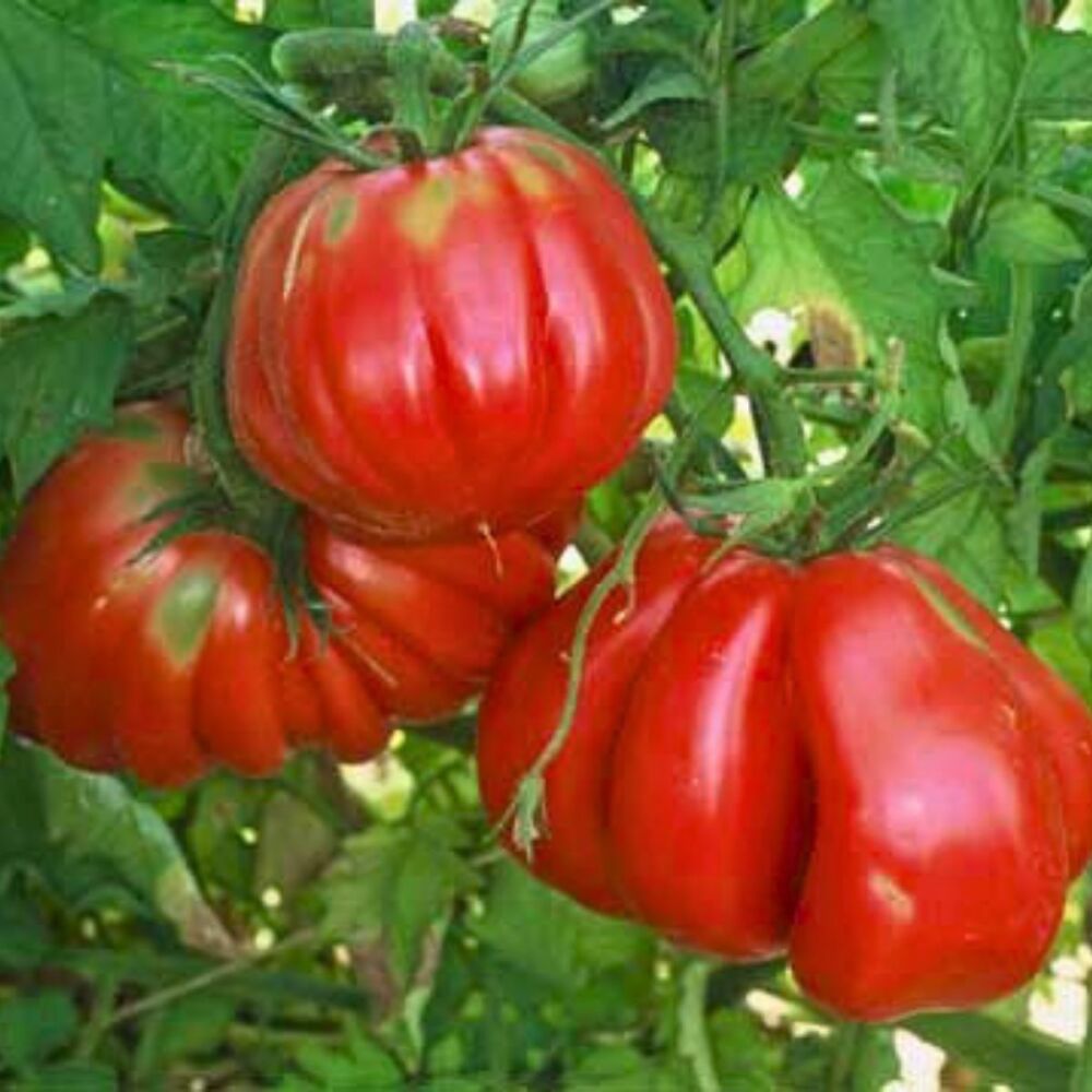 Tomato - Zapotec