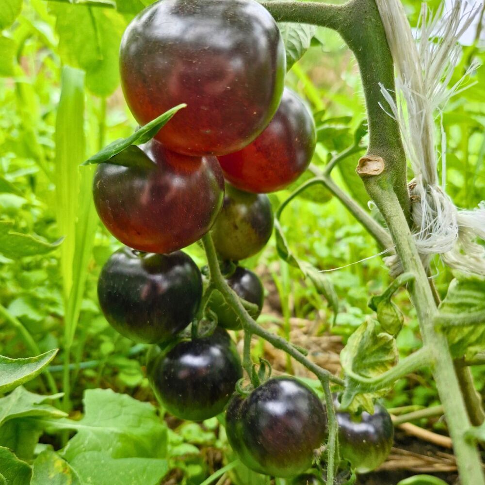 Tomato - Indigo Rose