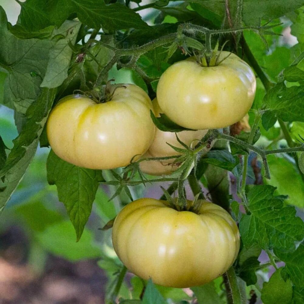 Tomato - White Wonder