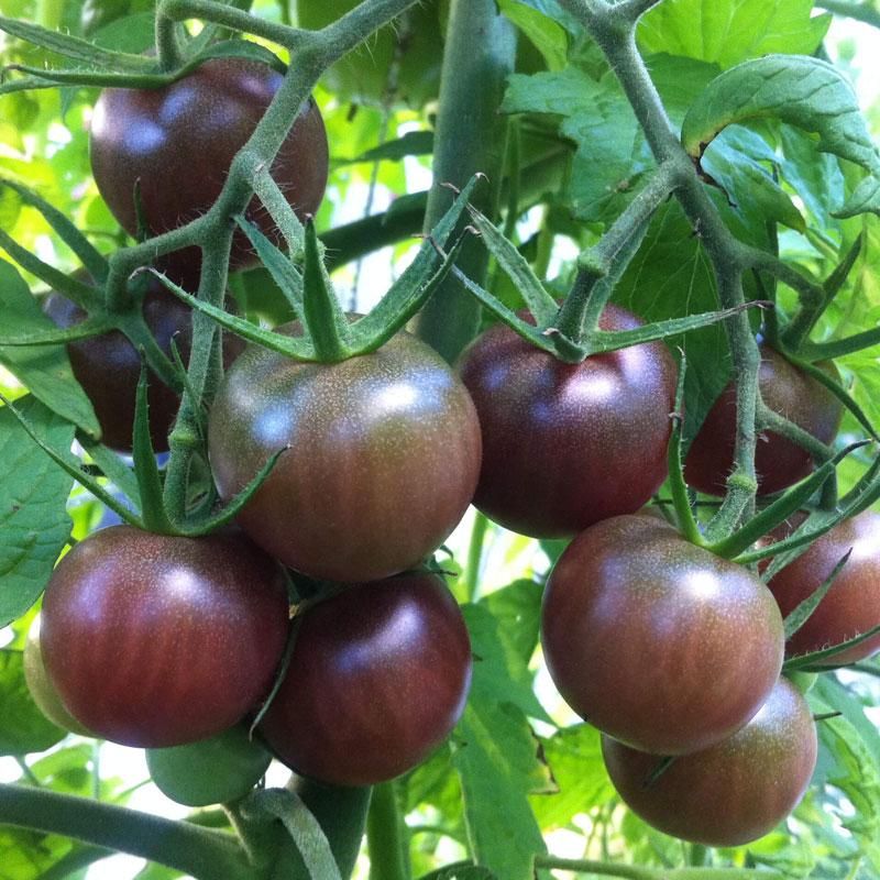 Tomato - Black Cherry