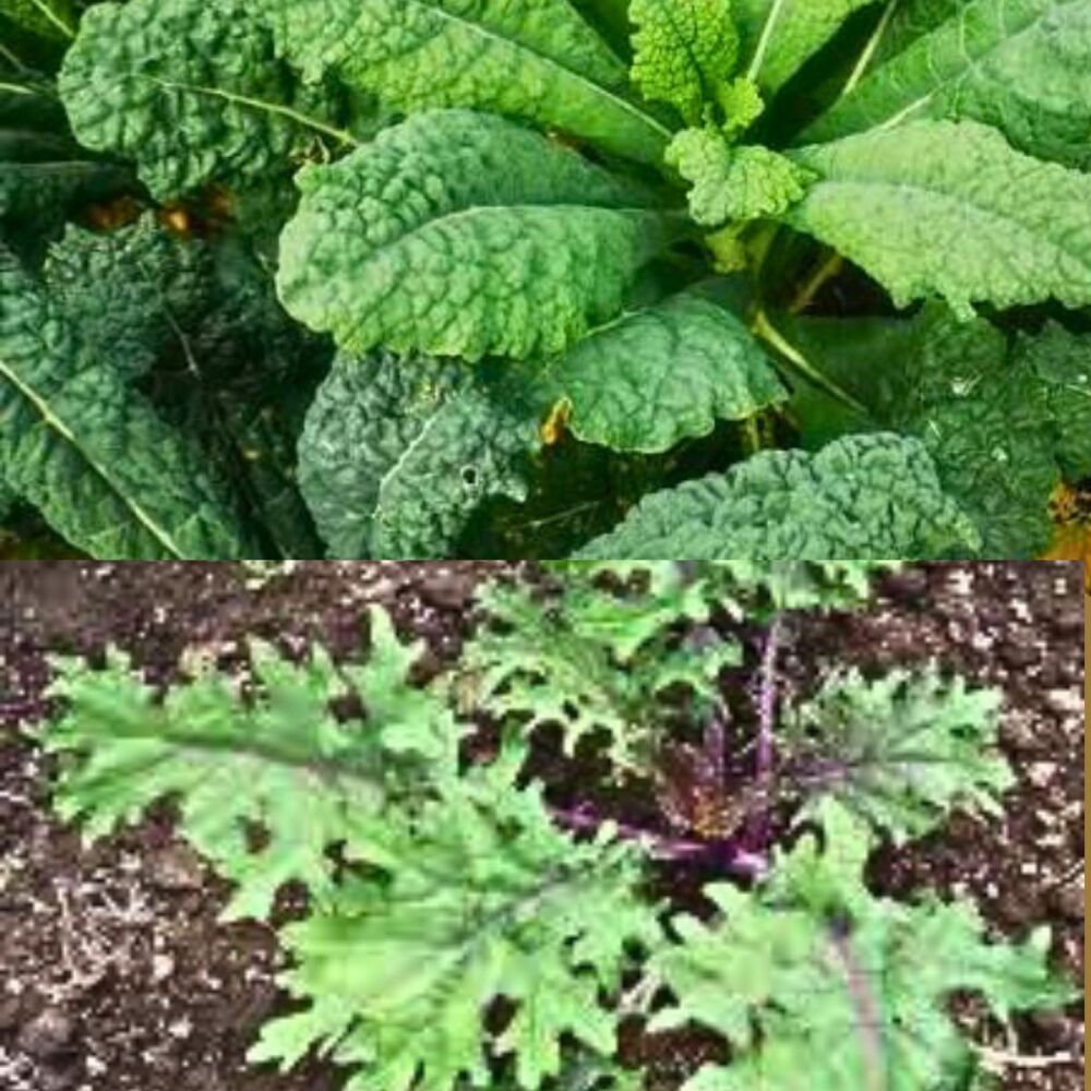 Kale - Landrace Red Russian x Cavolo Nero