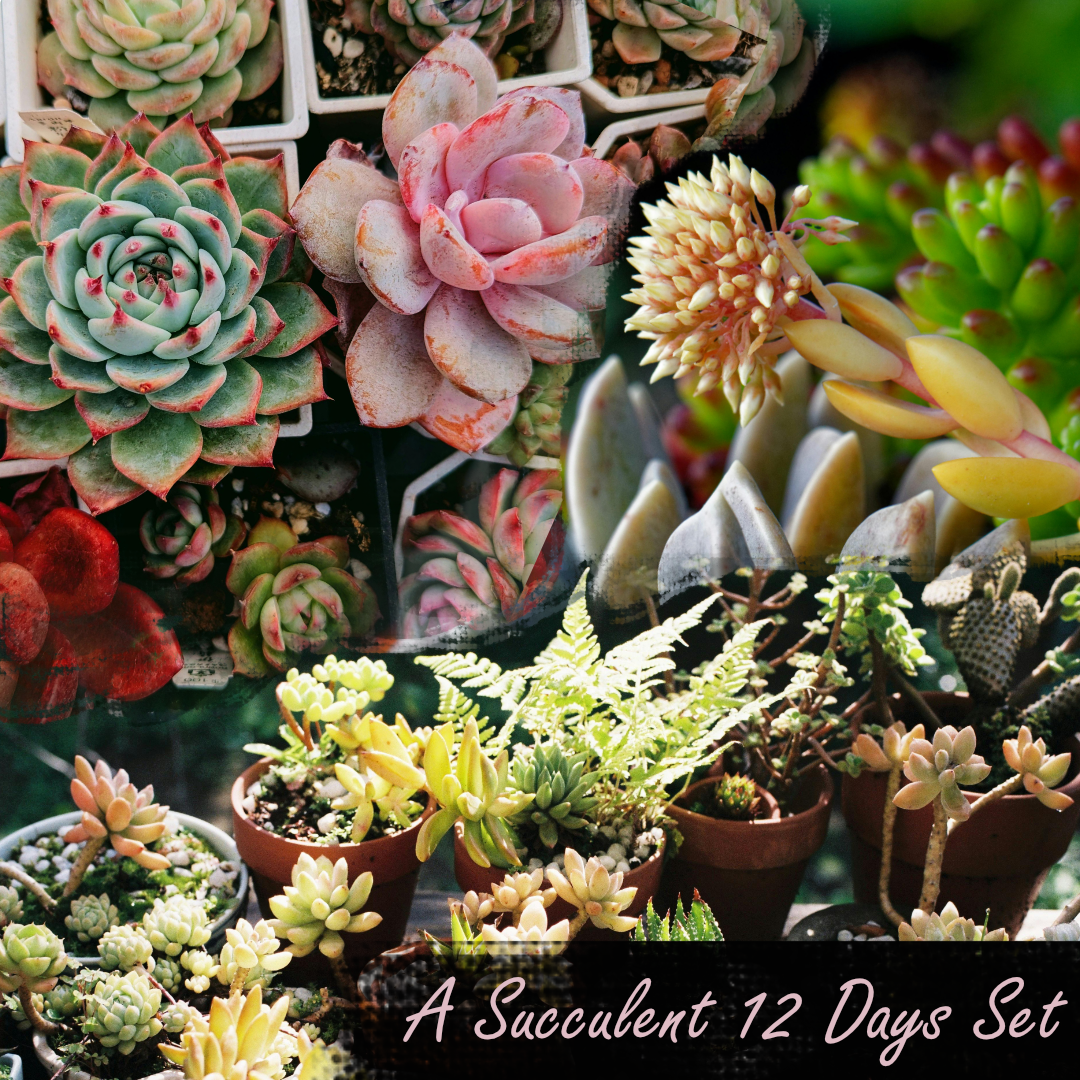 A Succulent 12 Days