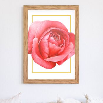 'Pink Rose' - Art Print