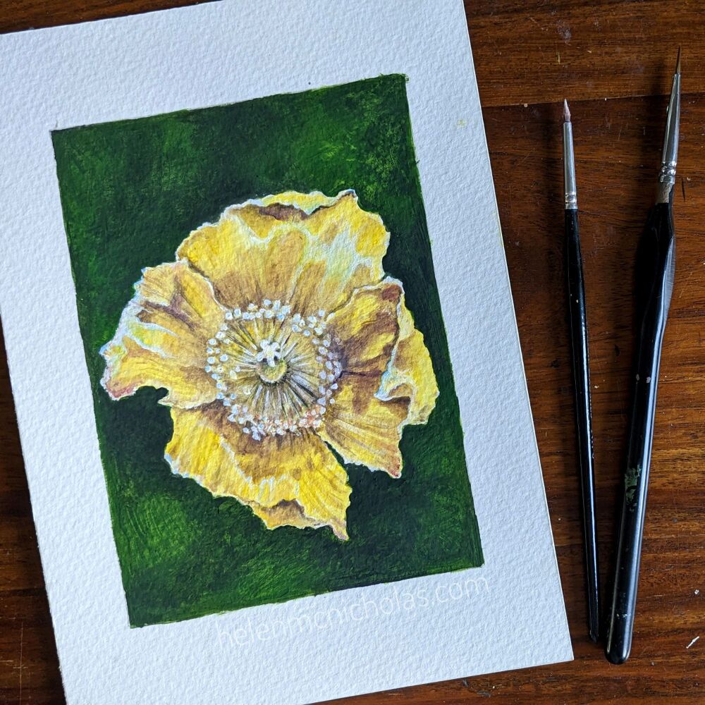 YELLOW POPPY