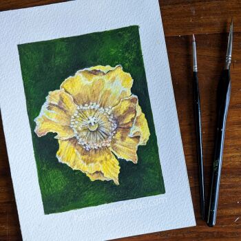 YELLOW POPPY