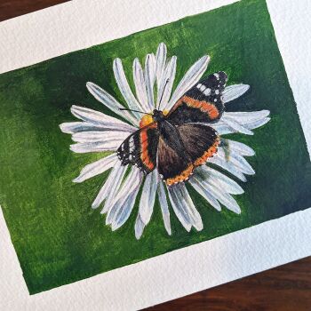 RED ADMIRAL