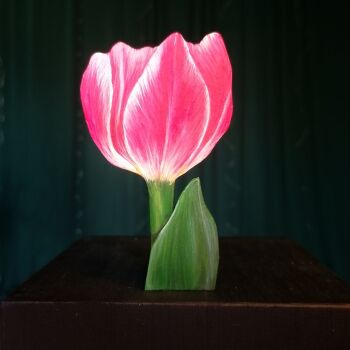 TULIP 1