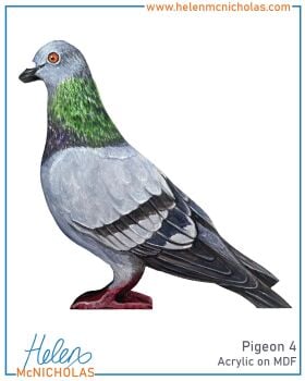 PIGEON 4