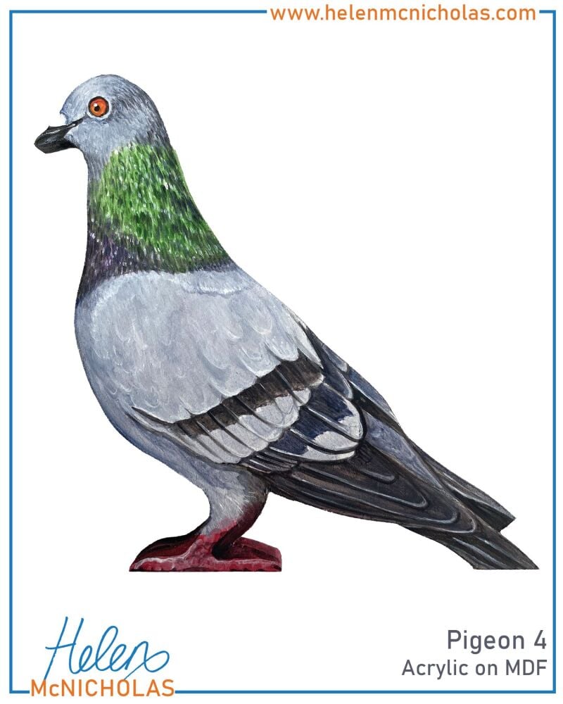PIGEON 4