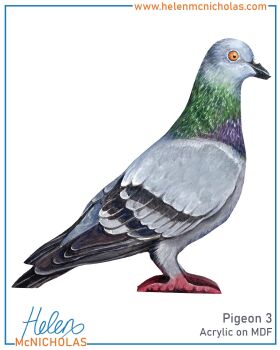 PIGEON 3