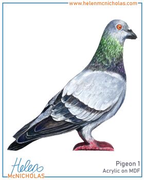 PIGEON 1