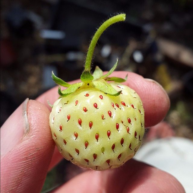 Strawberry 'Snow White' Plant (Pre-Order)