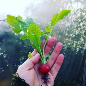 Radish 'Cherry Belle' Seeds