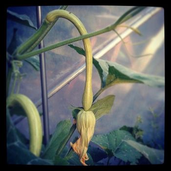 Courgette 'Tromboncino' Seeds