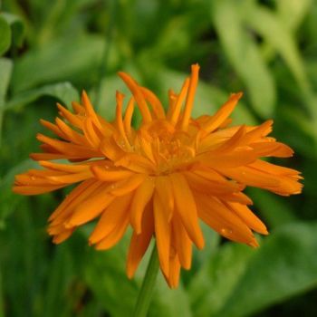 Calendula officinalis Plant (Pot Marigold)