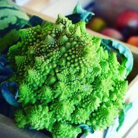 Broccoli/Cauliflower Romanesco 'Minaret' Seeds