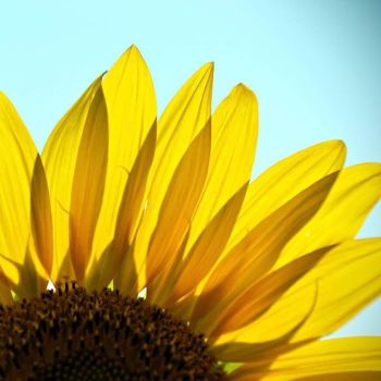 Sunflower 'Giant Single Yellow' Seeds